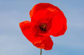 Varieties Of Poppy Flowers – Learn About Different Poppy Plants To Grow