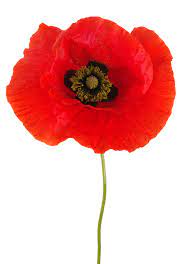 Poppy definition and meaning | Collins English Dictionary